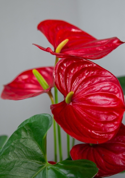 Антуриум красный в PURO 20 Антуриум красный в PURO 20