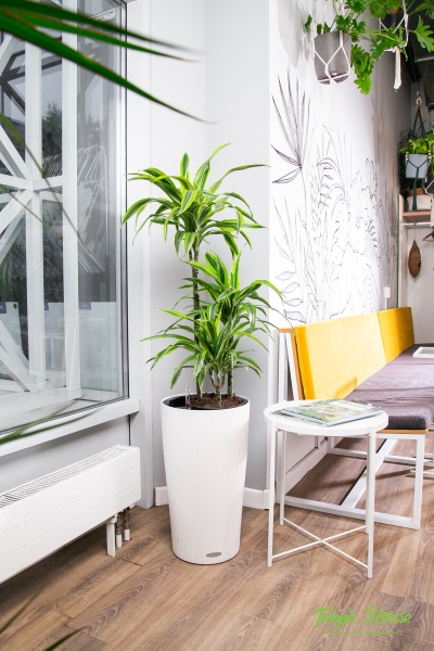 Драцена Лемон Лайм 3 ствола 21/100 см