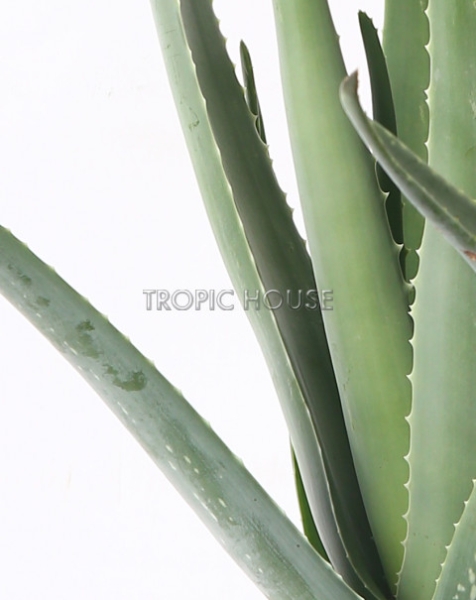 "Набор для детской" Алоэ в PURO