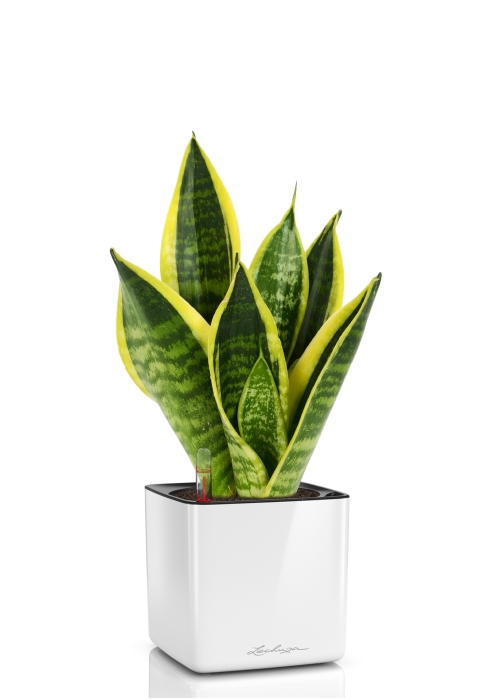 Сансевиерия Футура Суперба в CUBE GLOSSY 14, белый блестящий