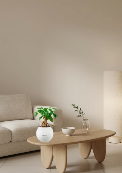 Радермахера бонсай 12/30 см в PURO 20