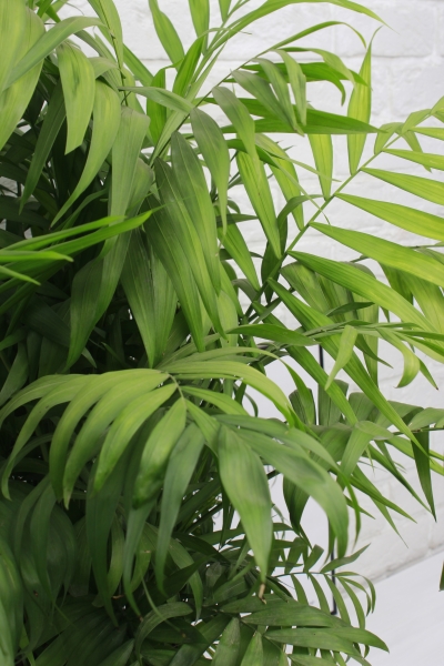 Хамедорея Элеганс 24/80 см в CLASSICO LS 28