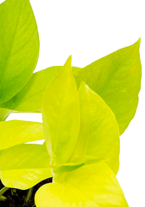 Сциндапсус Голден Потос в CUBE COLOR 14