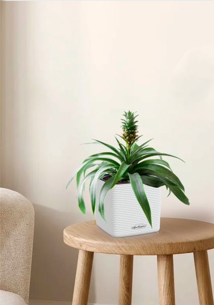 Ананас в CUBE COLOR 14