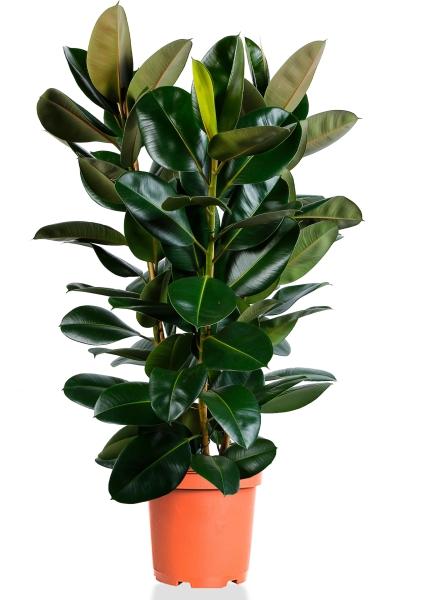 Фикус Эластика Робуста 3 ствола 30/130 см Фикус Эластика Робуста 3 ствола 30/130 см