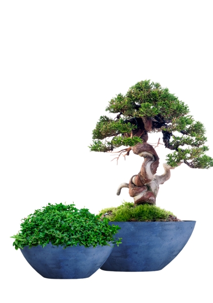 Кашпо CONCRETIKA BONSAY BLUEBERRY