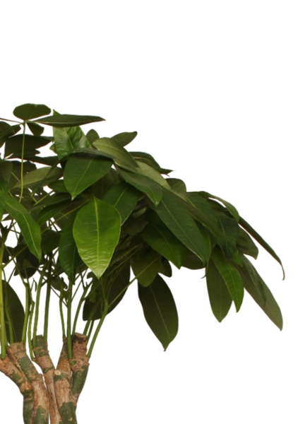 Пахира 27/170 см в CLASSICO COLOR 35