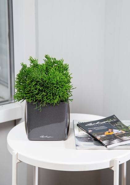 Рипсалис Хатиора 12/20 см