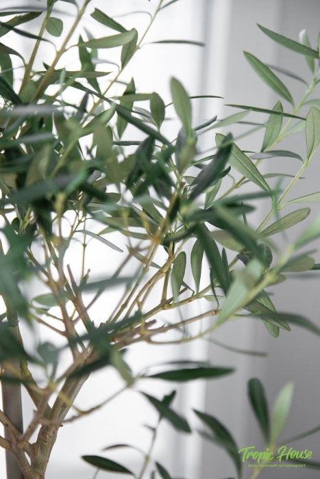 Олива в CILINDRO 32