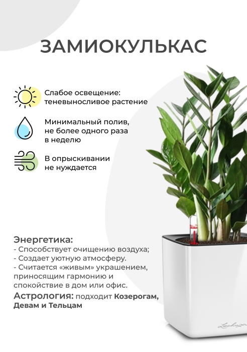 Замиокулькас 12/45 в PURO 20