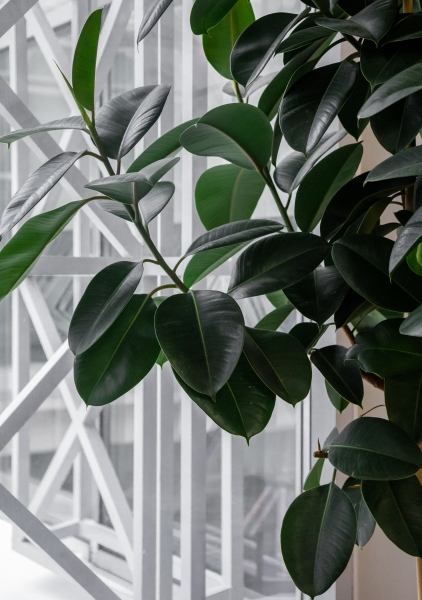 Фикус Эластика Робуста на штамбе 40/180 см