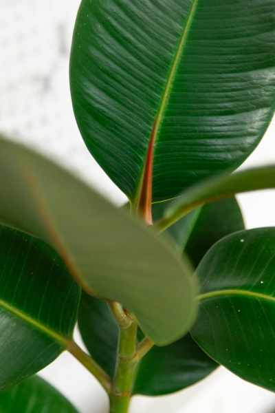 Фикус Эластика Робуста 17/60 см в CLASSICO COLOR 21 Фикус Эластика Робуста 17/60 см в CLASSICO COLOR 21