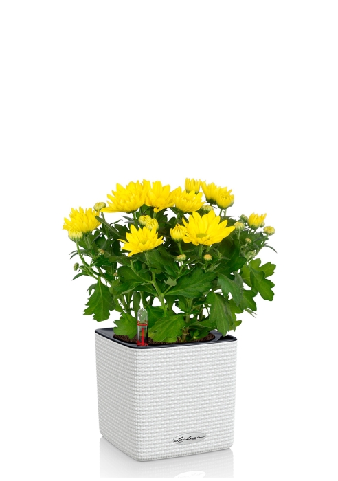 Хризантема микс 12/30 см в CUBE COLOR 14, белый