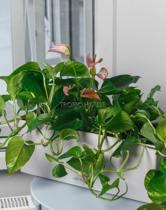 Лиственный микс с Антуриумом BALCONERA COLOR 50