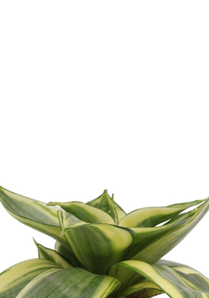 Сансевиерия Голден Ханни 6/15 см в CUBE GLOSSY 14 Сансевиерия Голден Ханни 6/15 см в CUBE GLOSSY 14