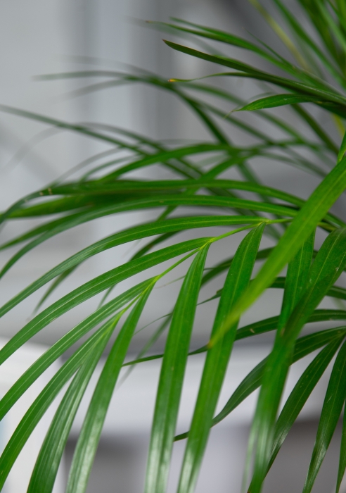 Хризалидокарпус в CUBICO 30