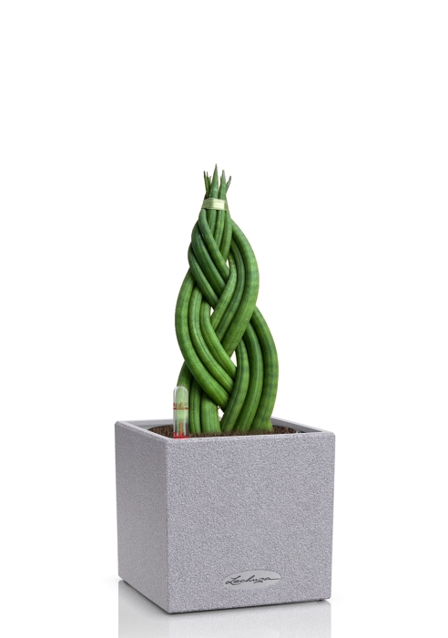 Сансевиерия цилиндрика косичка CANTO Stone 14, серый камень