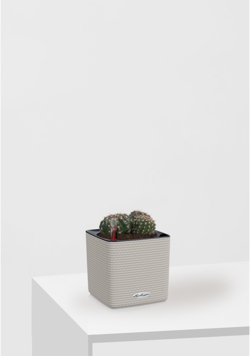 Кактус микс 10 см в CUBE Color 14