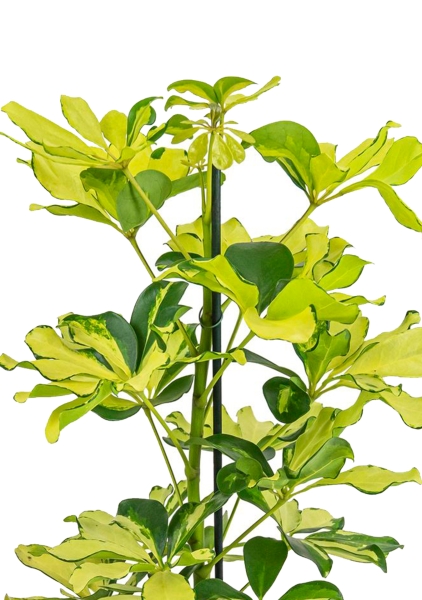 Шеффлера Мелани 12/40 см