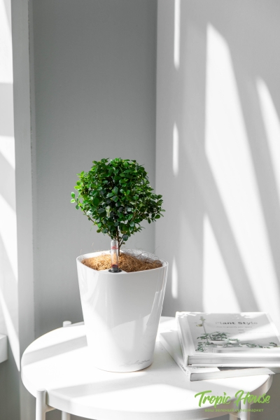 Мирсина 9/25 см