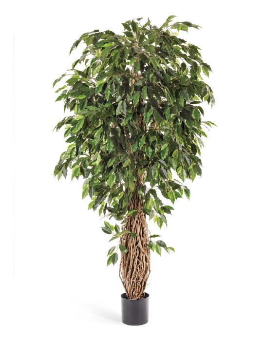 Фикус Лиана Де Люкс