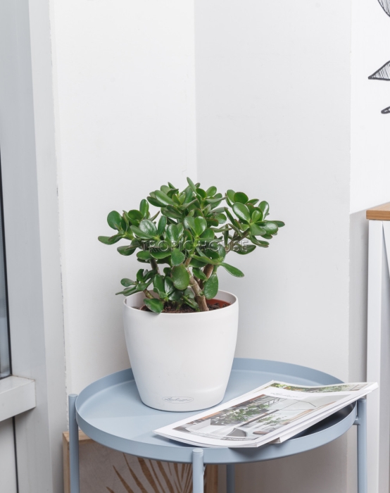 Крассула Овата в CLASSICO Color 21