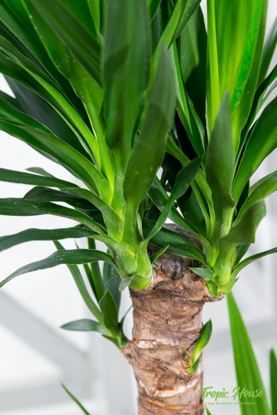 Юкка 3 ствола в CLASSICO COLOR 35