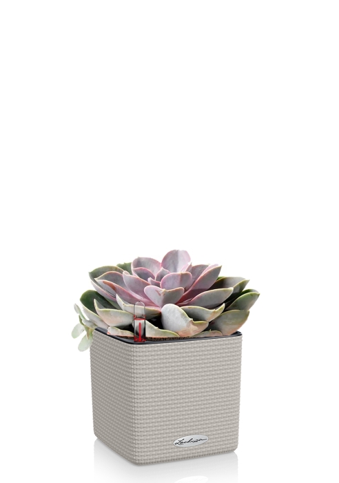 Эхеверия цветной микс 9/15 см в CUBE COLOR 14