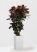 Кротон (Кодиеум) Петра 31/130 см в CANTO STONE HIGH 40