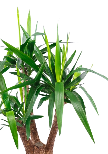 Юкка разветвленная 3 ствола 27/120 см