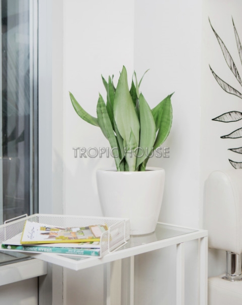 Сансевиерия Муншайн 14/45 см