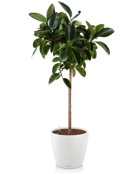 Фикус Эластика в CLASSICO COLOR 60