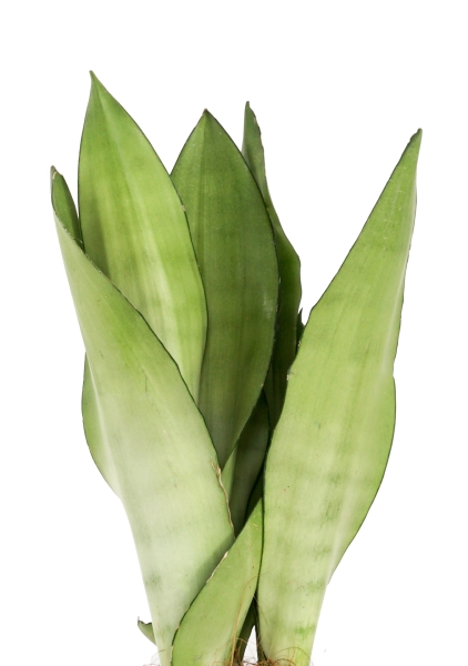 Сансевиерия Муншайн 14/45 см