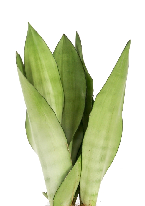 Сансевиерия Муншайн 14/45 см