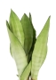 Сансевиерия Муншайн 14/45 см