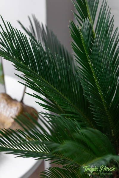 Цикас в CILINDRO 32 Цикас в CILINDRO 32