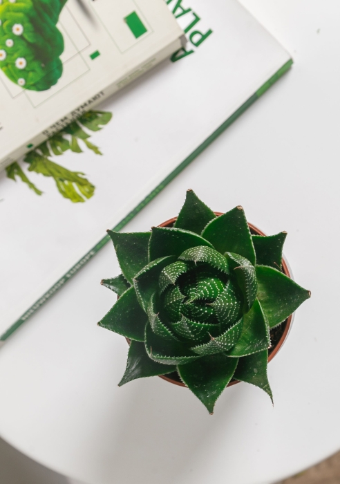 Алоэ Космо в OJO 25 см