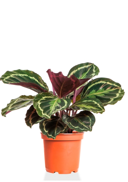 Калатея Медальон 14/50 см