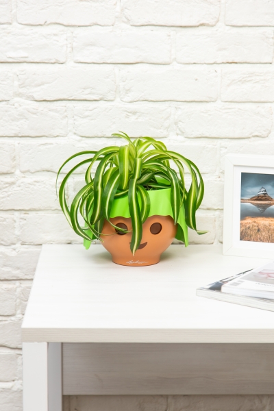 Хлорофитум Бонни 12/25 см в OJO