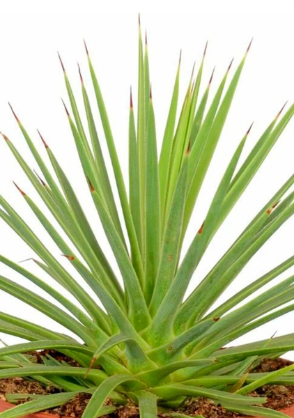 Агава Нана 10/20 см