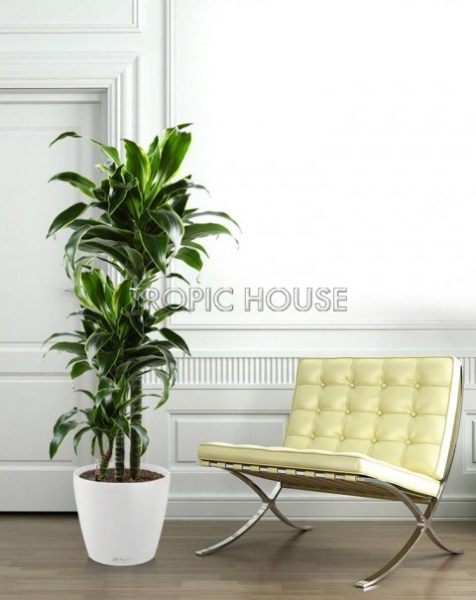 Драцена Дорадо в CLASSICO 35