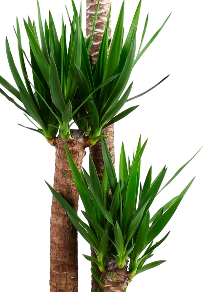 Юкка 3 ствола 31/180 см