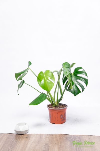 Монстера Делициоза 14/50 см в CUBE Color 16