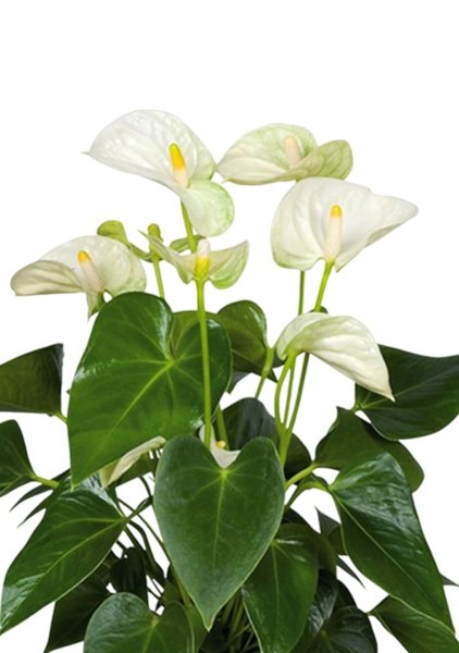 Антуриум Андрианум белый 17/60 см в CLASSICO COLOR 21