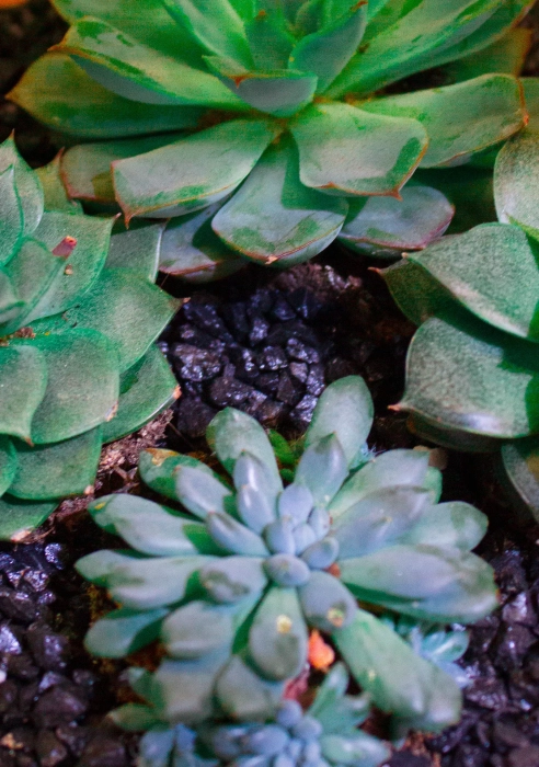 Флорариум - капля с суккулентами