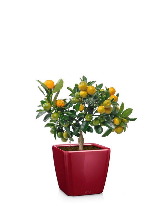 Цитрус QUADRO LS 21/45 см Ярко-красный блестящий