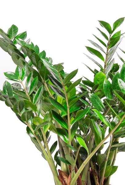 Замиокулькас в CANTO Stone 80 Замиокулькас в CANTO Stone 80