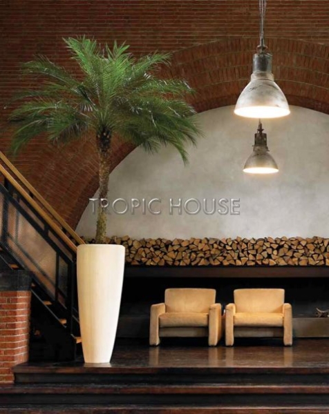 Финиковая пальма Робелини 27/120 см