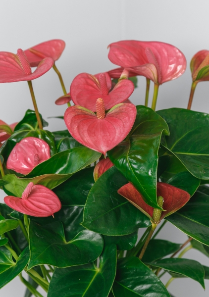 Антуриум Свитхард Пинк 17/60 см