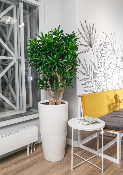 Драцена Песнь Ямайке 32/130 см